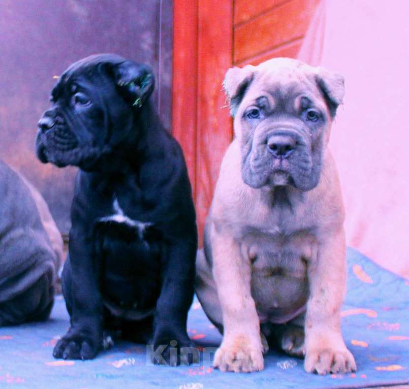 Собаки в Москве: Кане корсо. Мальчик и девочки. Мальчик, 70 000 руб. - фото 3