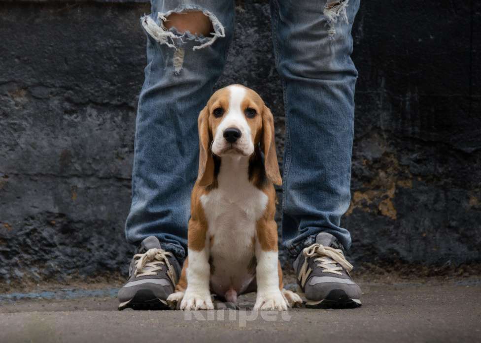 Собаки в Москве: Бигль. Мальчик Мальчик, 40 000 руб. - фото 3