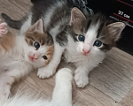 Кошки в Саратове: Котята бесплатно в добрые руки Разнополые, Бесплатно - фото 1