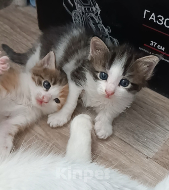 Кошки в Саратове: Котята бесплатно в добрые руки Разнополые, Бесплатно - фото 1