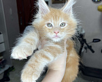 Кошки в Краснодаре: Мейнкун Мальчик, 45 000 руб. - фото 1