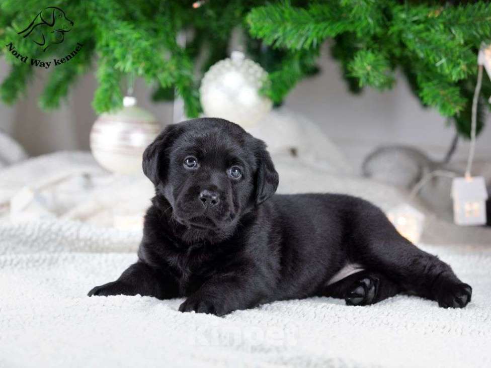 Собаки в других городах Ленинградской области: черная девочка Девочка, 130 000 руб. - фото 2