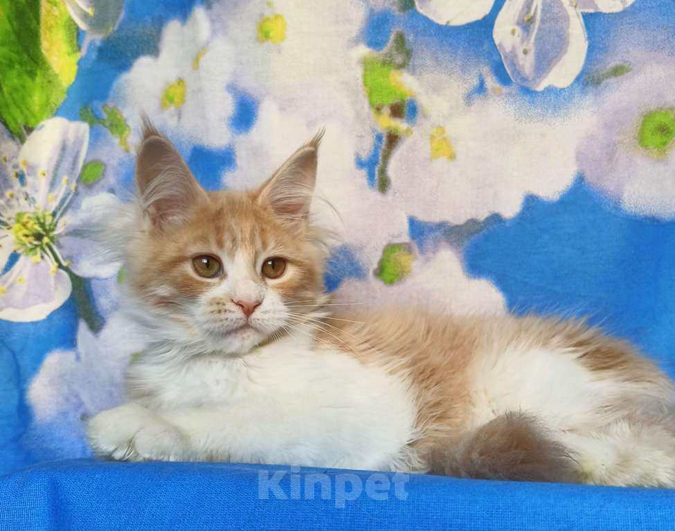 Кошки в Москве: Котёнок Мейн Кун Девочка Девочка, 60 000 руб. - фото 2