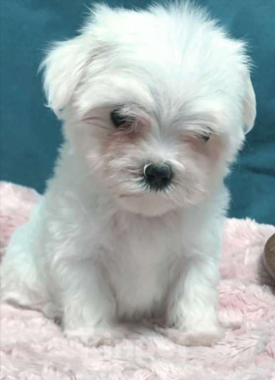 Собаки в Москве: Щенки мальтезе Мальчик, 45 000 руб. - фото 4