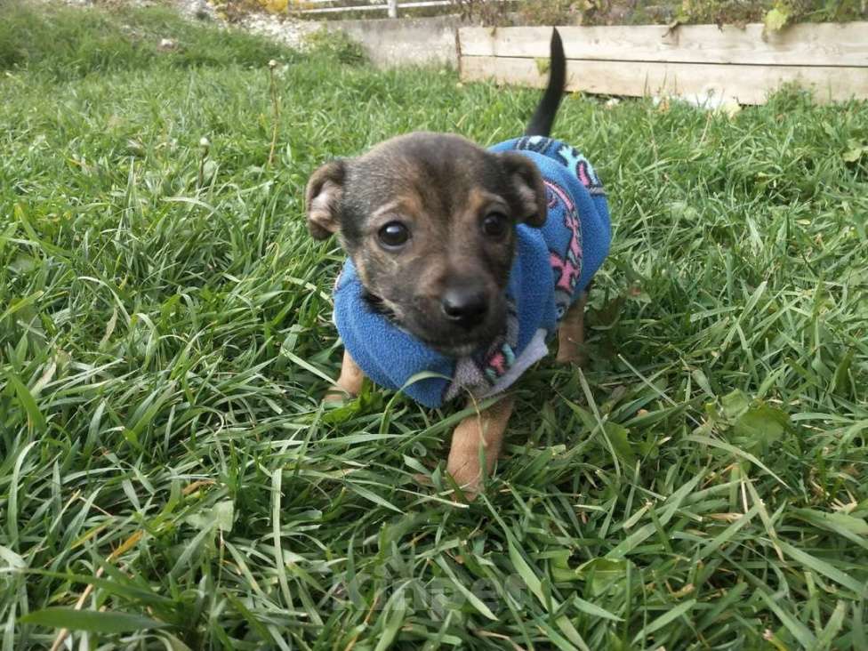 Собаки в Санкт-Петербурге: Две маленькие кнопки ищут дом Мальчик, Бесплатно - фото 2