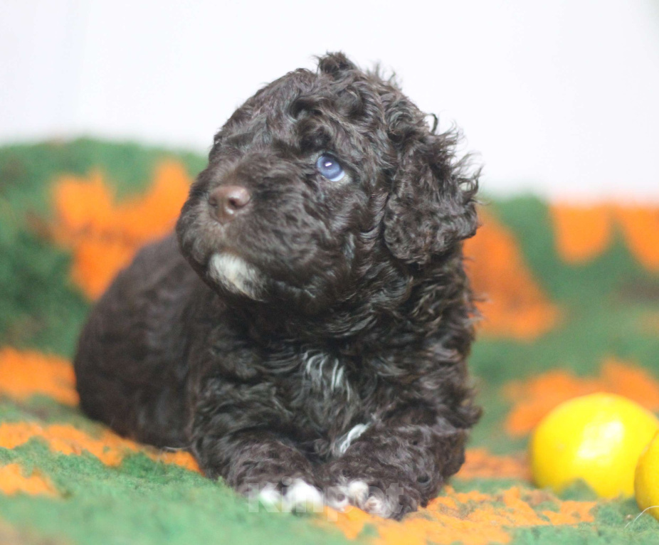 Собаки в Санкт-Петербурге: ИСПАНСКАЯ ВОДЯНАЯ ШОКОЛАД Мальчик, 200 000 руб. - фото 1