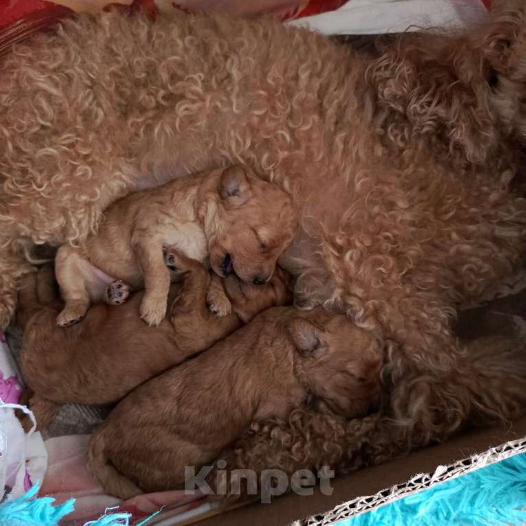 Собаки в Кузнецке: Щенки той пуделя  Мальчик, 50 000 руб. - фото 2