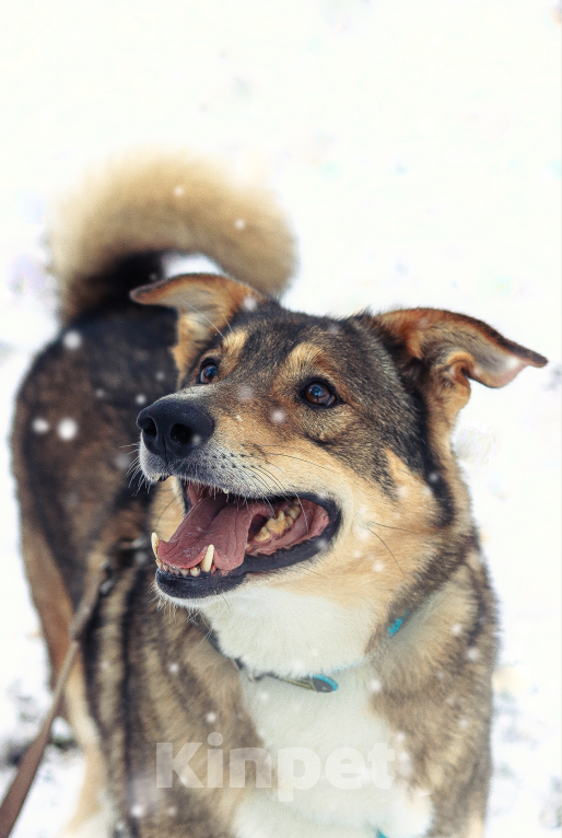 Собаки в Москве: Верный пес Нафаня ищет хозяев Мальчик, Бесплатно - фото 5