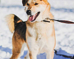 Собаки в Москве: Лайк Мальчик, Бесплатно - фото 1