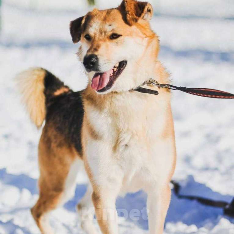 Собаки в Москве: Лайк Мальчик, Бесплатно - фото 1