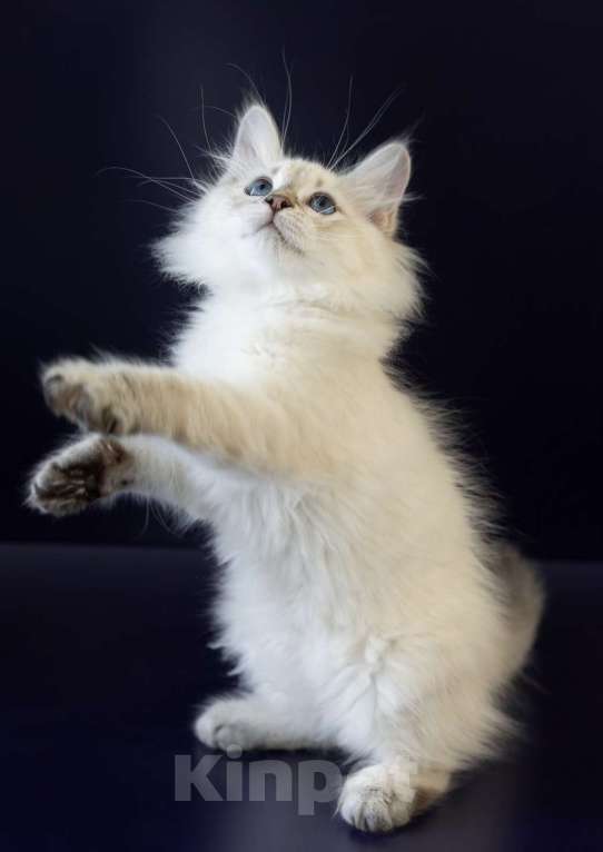 Кошки в Москве: Сибирские котята родословная WCF  чемпионы линии Девочка, 30 000 руб. - фото 3