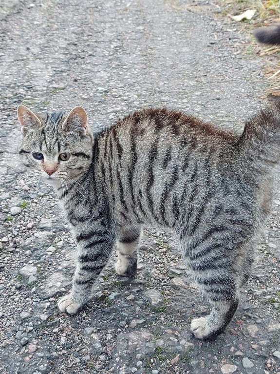 Кошки в других городах Московской области: Космическая одноглазая кошка (котенок) Девочка, 1 руб. - фото 4