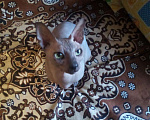 Кошки в Оленегорске: Сфинкс на вязку., 1 500 руб. - фото 3