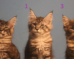 Кошки в Болхове: Котята мейн кун., 12 000 руб. - фото 3