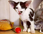 Кошки в Мытищах: Ориентальный котик Кмициц Мальчик, 40 000 руб. - фото 3