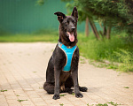 Собаки в Москве: Классный, весёлый игривый щенок Бобби, добрый парень Мальчик, 10 руб. - фото 7