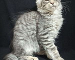 Кошки в Анапе: Котик Мейн-кун Мальчик, 25 000 руб. - фото 2