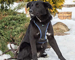 Собаки в Москве: Бордер-колли Блэк в дар Мальчик, Бесплатно - фото 4