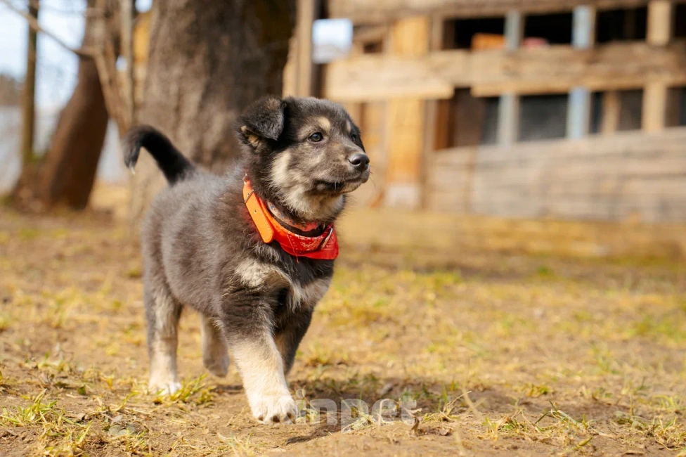 Собаки в Красногорске: Щенок девочка Юкки ищет дом Девочка, Бесплатно - фото 7