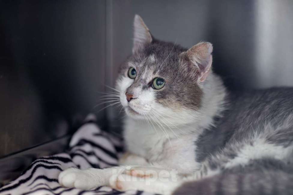 Кошки в Москве: Ромео Мальчик, Бесплатно - фото 3