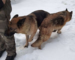 Собаки в Электроуглях: Найдены две немецкие овчарки Девочка, Бесплатно - фото 2