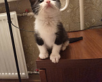 Кошки в Санкт-Петербурге: Котята в добрые руки Мальчик, Бесплатно - фото 8
