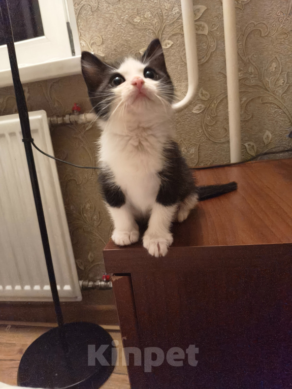 Кошки в Санкт-Петербурге: Котята в добрые руки Мальчик, Бесплатно - фото 8