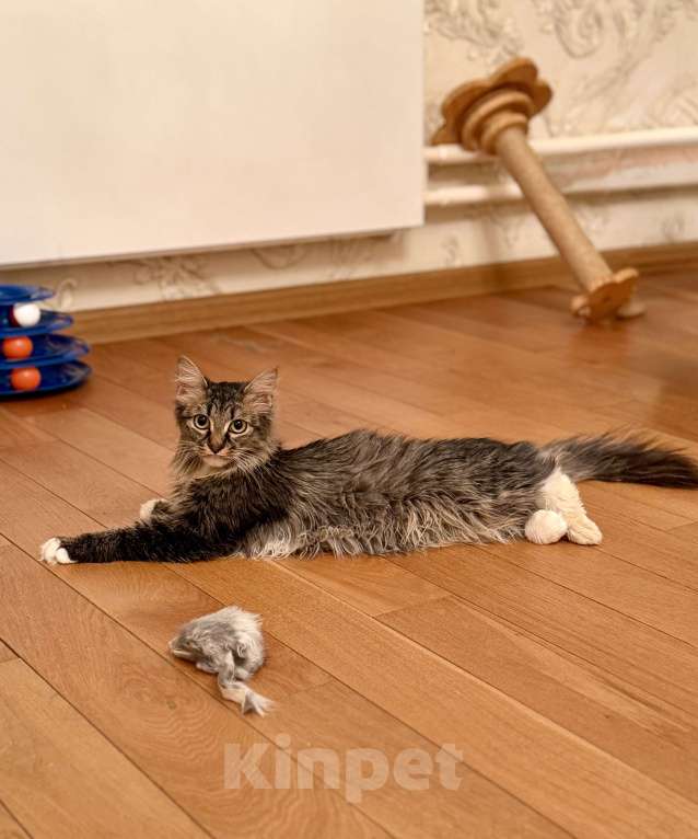Кошки в Москве: Девочка ищет семью Девочка, Бесплатно - фото 3