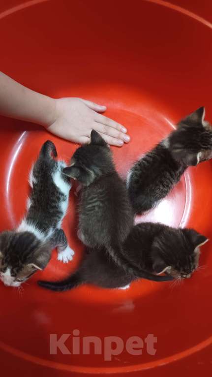 Кошки в Обнинске: Котята Девочка, Бесплатно - фото 8