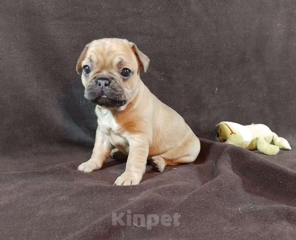 Собаки в Екатеринбурге: Очаровательные француженки Девочка, 25 000 руб. - фото 5