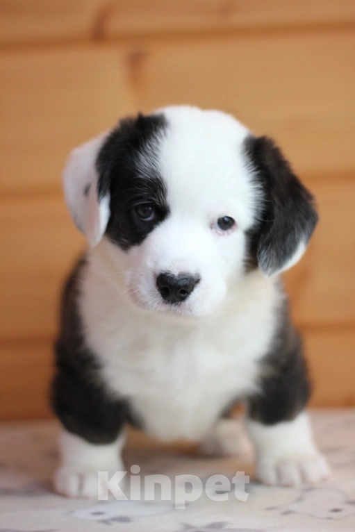 Собаки в Симферополе: Щенки вельш корги кардиган мальчики Мальчик, 50 000 руб. - фото 3