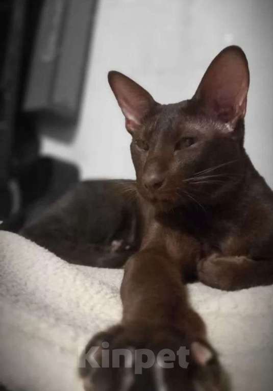 Кошки в Москве: Ориентальные котята  Мальчик, 45 000 руб. - фото 5