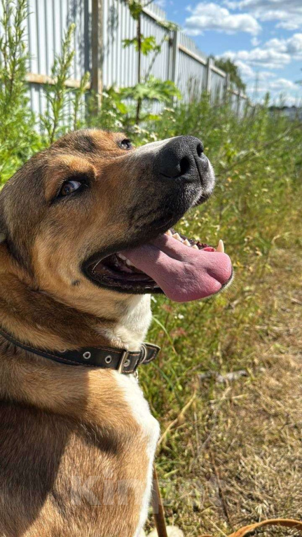 Собаки в Москве: Милый алабай Гоша ищет дом Мальчик, Бесплатно - фото 7