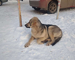 Собаки в Новокузнецке: Пристроить хорошую собачку  Девочка, Бесплатно - фото 1