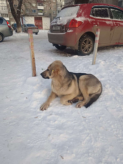 Объявление: Пристроить хорошую собачку , Бесплатно, Новокузнецк