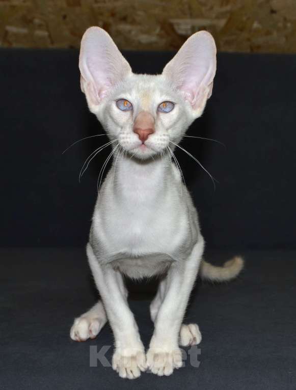 Кошки в Глазове: Хассан Мальчик, 25 000 руб. - фото 4