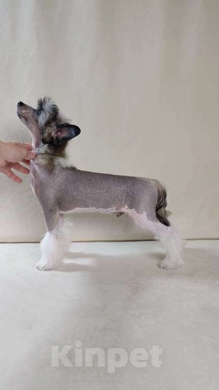 Собаки в Липецке: Небольшой голый мальчик Мальчик, 40 000 руб. - фото 6