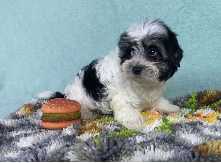 Собаки в Москве: Цветной Йорк - мальчик Мальчик, 40 000 руб. - фото 6