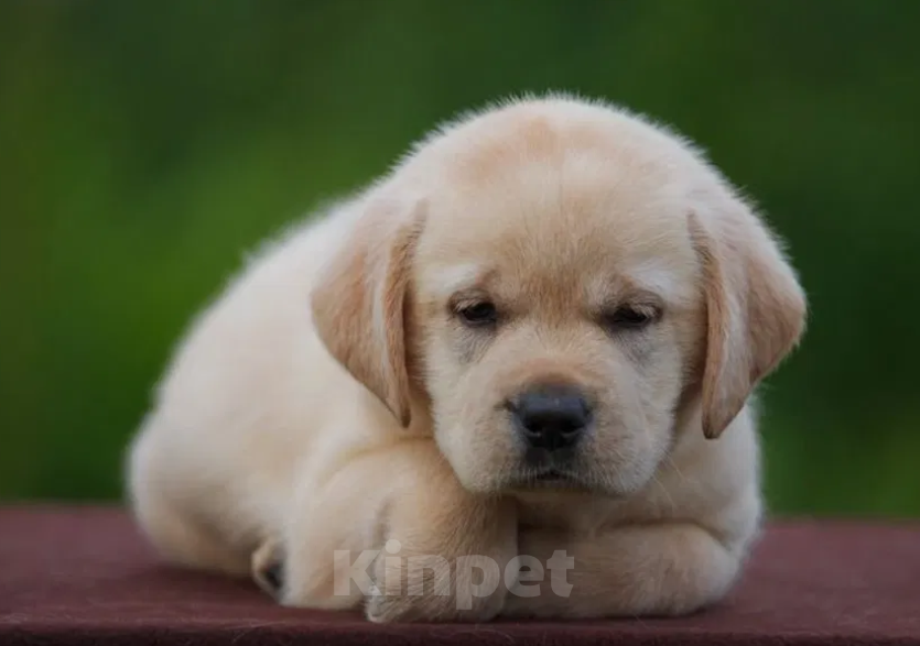 Собаки в Ростове-на-Дону: Палевые щенки Лабрадора Мальчик, 17 000 руб. - фото 1