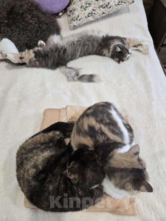 Кошки в Семикаракорске: Хранительница дома  Девочка, Бесплатно - фото 1