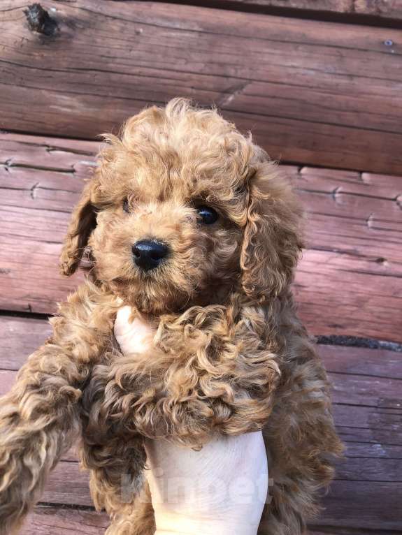 Собаки в других городах Московской области: Пудель Мальчик, 55 000 руб. - фото 4