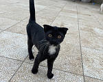 Кошки в других городах Дагестана: Отдаю котят в добрые руки Девочка, Бесплатно - фото 3
