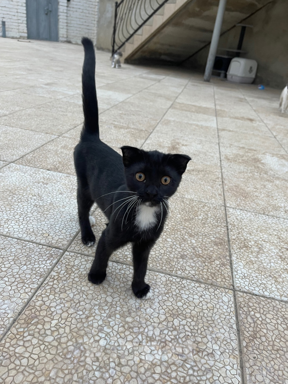 Кошки в других городах Дагестана: Отдаю котят в добрые руки Девочка, Бесплатно - фото 3