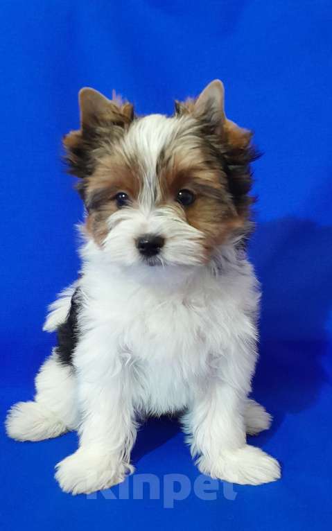 Собаки в Москве: Мальчик не крупный Мальчик, 50 000 руб. - фото 2