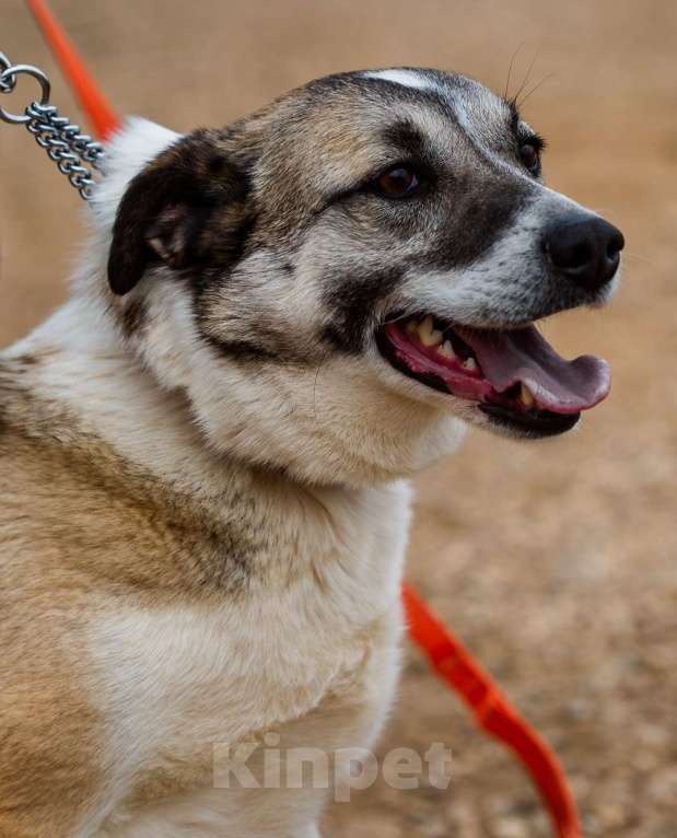 Собаки в Москве: Дейзи. Собака-обожака Девочка, 1 руб. - фото 4