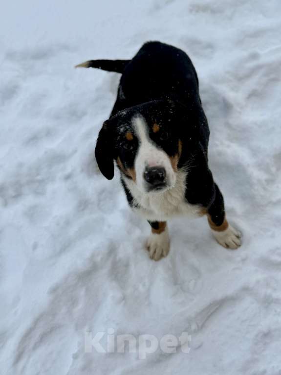 Собаки в Москве: Энтлебухер супер друг Мальчик, 30 000 руб. - фото 3