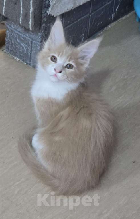 Кошки в Москве: Девочка  Девочка, 18 000 руб. - фото 5