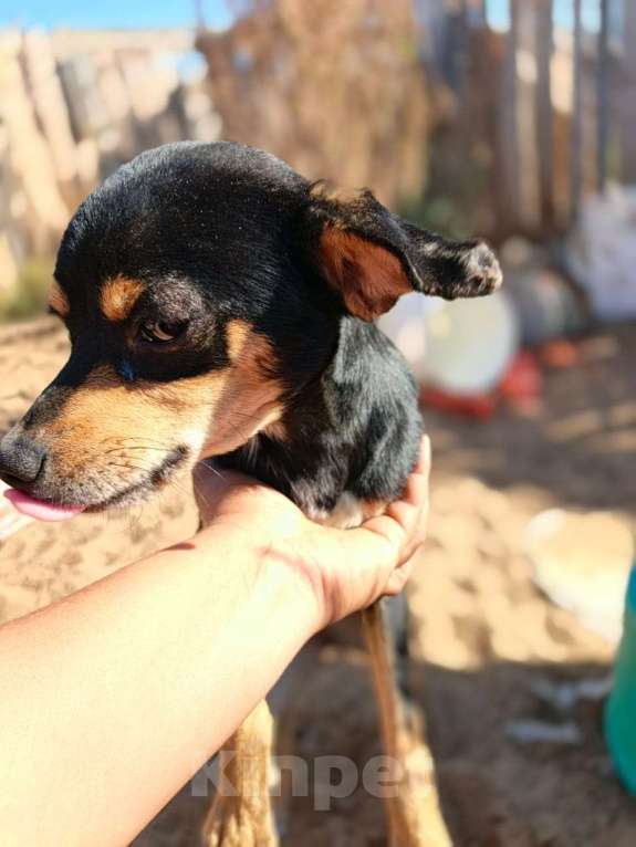 Собаки в Москве: Маленькая собачка в добрые руки Девочка, Бесплатно - фото 5