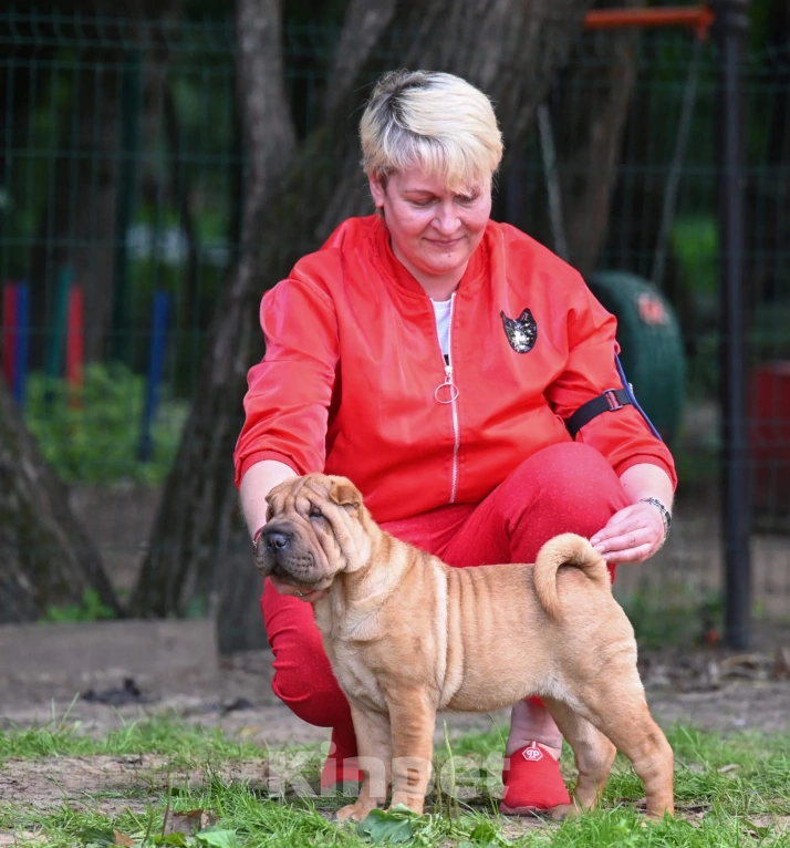 Собаки в Москве: Щенки шарпея из рук Заслуженного Заводчика РКФ Девочка, Бесплатно - фото 7