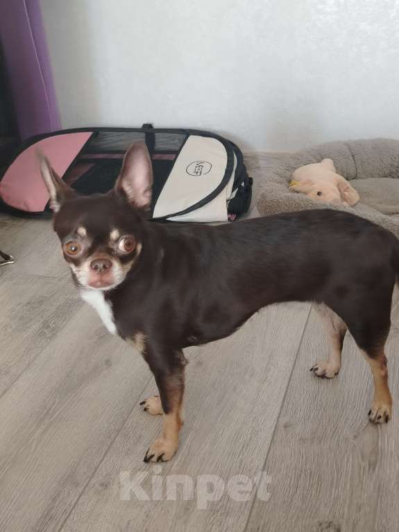 Собаки в других городах Свердловской области: Продам чихуашечку Девочка, 25 000 руб. - фото 2